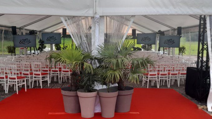 PLANTE VERTE EN POT