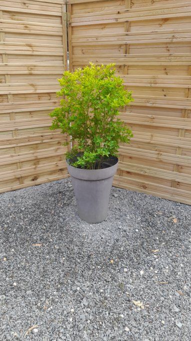 PLANTE VERTE EN POT