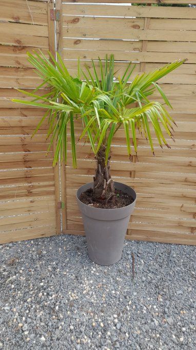 PLANTE VERTE EN POT