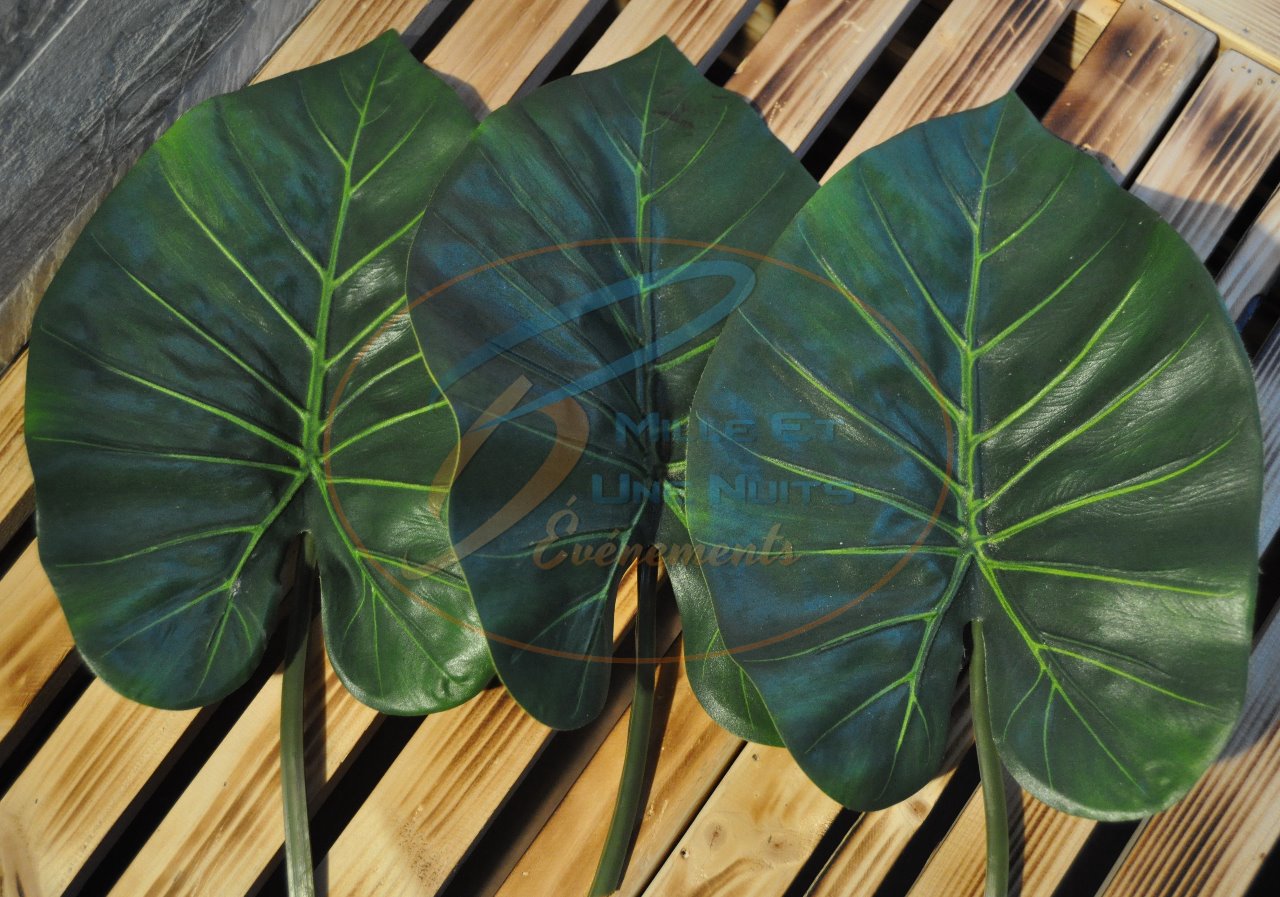 Feuille Philodendron