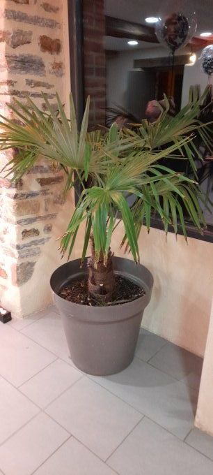 PLANTE VERTE EN POT