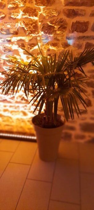 PLANTE VERTE EN POT