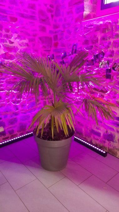 PLANTE VERTE EN POT