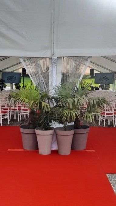 PLANTE VERTE EN POT